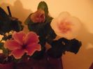 hibiscus grup