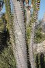 Madagascar ocotillo