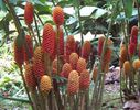 zingiber spectabile