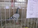 IMG_0087