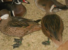 DSCN3677