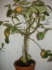 variegata 250ron