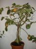 variegata 250ron