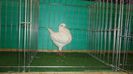 DSC03531