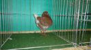 DSC03535