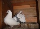 SAM_2387