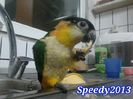 Papagalul CAIQUE ~  JOJO- 1