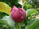 Magnolia Genie