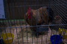 Picture 068