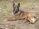 1367242929_502654921_3-vand-pui-ciobanesc-belgian-malinois-Animale