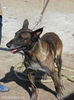 6153140_4_644x461_pui-ciobanesc-belgian-malinois-cu-pedigree-animale-de-companie-si-domestice