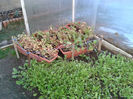 jardiniere langa rucola