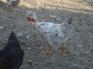 DSC06348