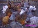 GAINI COCHIN PITIC TINERET 2013