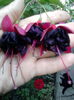 fuchsia blecky