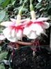 Fuchsia El Camino