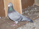 DSCF7731