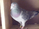 DSCF7732