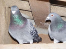 DSCF7765
