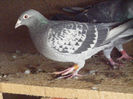 DSCF7768