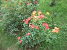 DSCF3021