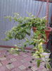 duranta repens
