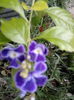 duranta repens