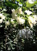 Brugmansia albă