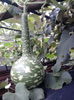 dovleac ornamental