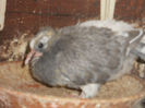 DSCN0409