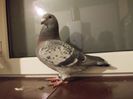 DSCN0493