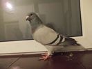 DSCN0516
