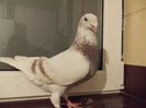 DSCN0521