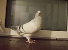 DSCN0543