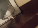 DSCN0552