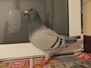 DSCN0611