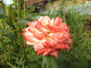 DSC02126