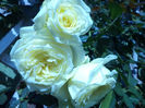 DSC02266
