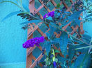 DSC02275
