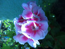 DSC02284