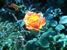 DSC02290