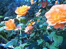 DSC02293
