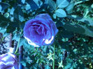 DSC02295