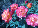 DSC02296
