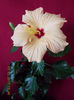 13 decembrie 2013-flori 001