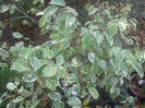 ficus benjamin