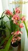 Cymbidium Hybrid