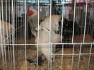 IMG_1858