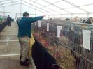 Sandor hrănește animalele