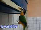 Caique JOJO _ 15 dec.2013